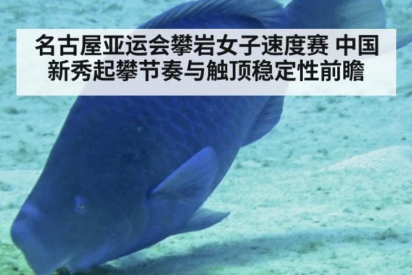 名古屋亚运会攀岩女子速度赛 中国新秀起攀节奏与触顶稳定性前瞻